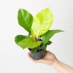 Philodendron Atabapoense G S Bunting Pink TC | Grower's Choice, Foshan Collection