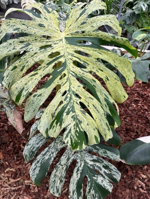 HK-00MONS27_Monstera-Deliciosa-Bulbasaur-Variegata_260818 Monstera Deliciosa 'Bulbasaur' Variegata TC | Seller's Choice, Hong Kong Collection - Image 1