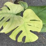 Monstera Blue Mint TC | Seller's Choice, Hong Kong Collection