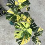 Monstera Deliciosa Lemon Pom Pom TC | Seller's Choice, Hong Kong Collection