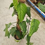 Monstera Acacoyaguensis TC | Seller's Choice, Hong Kong Collection