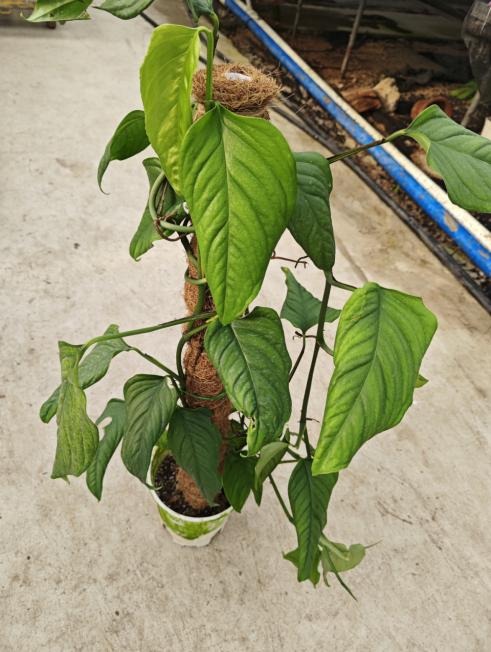 HK-00MONS38_Monstera-Acacoyaguensis_260818 Monstera Acacoyaguensis TC | Seller's Choice, Hong Kong Collection - Image 1