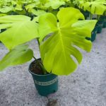 Monstera deliciosa 'Triple Yellow' TC | Seller's Choice, Hong Kong Collection