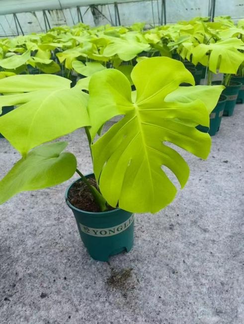 HK-00MONS39_Monstera-deliciosa-Triple-Yellow_260818 Monstera deliciosa 'Triple Yellow' TC | Seller's Choice, Hong Kong Collection - Image 1