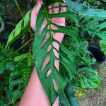 Monstera Napo TC | Seller's Choice, Hong Kong Collection