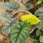 Alocasia 'Maharani Moonlight' TC | Seller's Choice, Hong Kong Collection