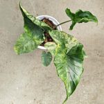 Alocasia macrorrhizos 'shock treatment' variegated TC | Seller's Choice, Hong Kong Collection