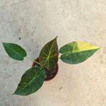 Alocasia 'Shields Aurea Variegata' TC | Seller's Choice, Hong Kong Collection