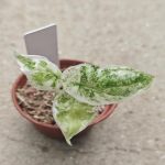 Alocasia Dragon Scale Ablo Ultra TC | Seller's Choice, Hong Kong Collection