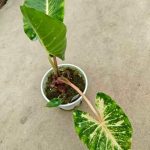 Alocasia 'New Guinea Gold' Aurea variegata TC | Seller's Choice, Hong Kong Collection