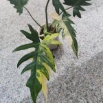 Philodendron radiatum aurea variegated TC | Seller's Choice, Hong Kong Collection